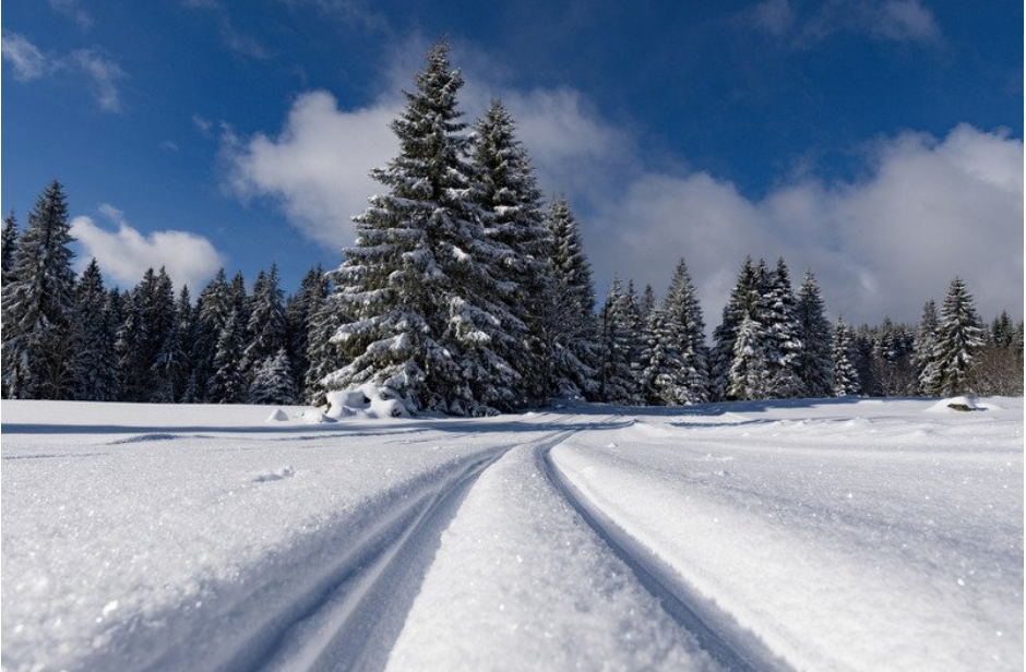 A snowy field with snow covered green trees in the background