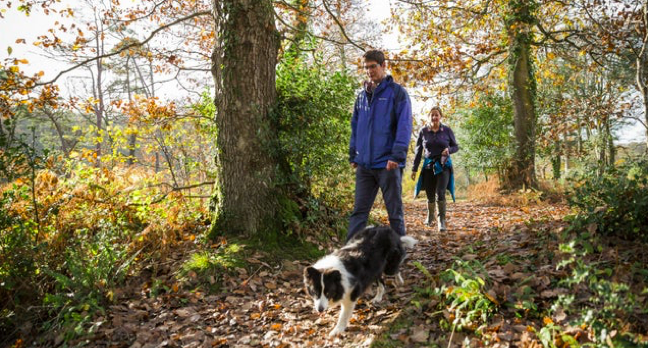 A man, woman and their black and white dog walking through the forest, there are leaves on the ground and the sun is shining through green trees.