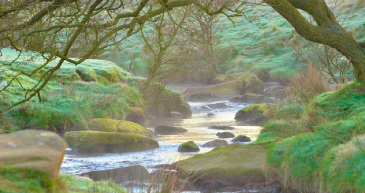 A thin, blue stream wih brown stones and rocks through it. There is green grass on either side of the stream, and a leafless tree leaning over it.