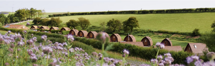 A field with purple flowers, in the background is brown, round camping huts