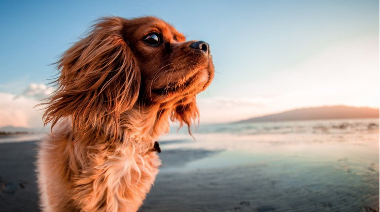 A light orange cavalier king charles spaniel dog. The dog is on a sunny beach looking at the surroundings.