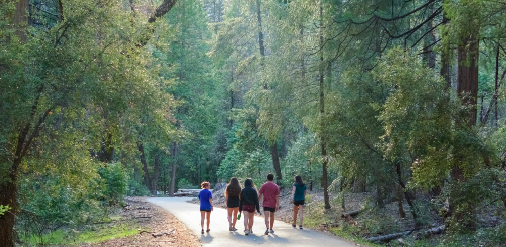 A family walking through a green woodland