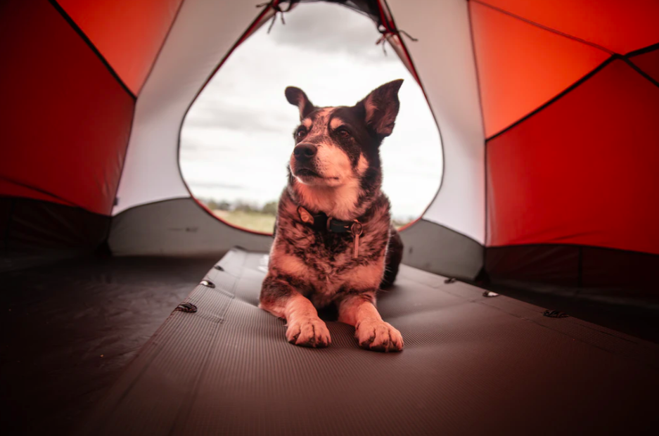 A black and white dog inside a tent