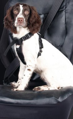 Medium Dog Car Harness